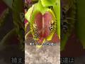 ハエトリグサに捕まった虫の末路