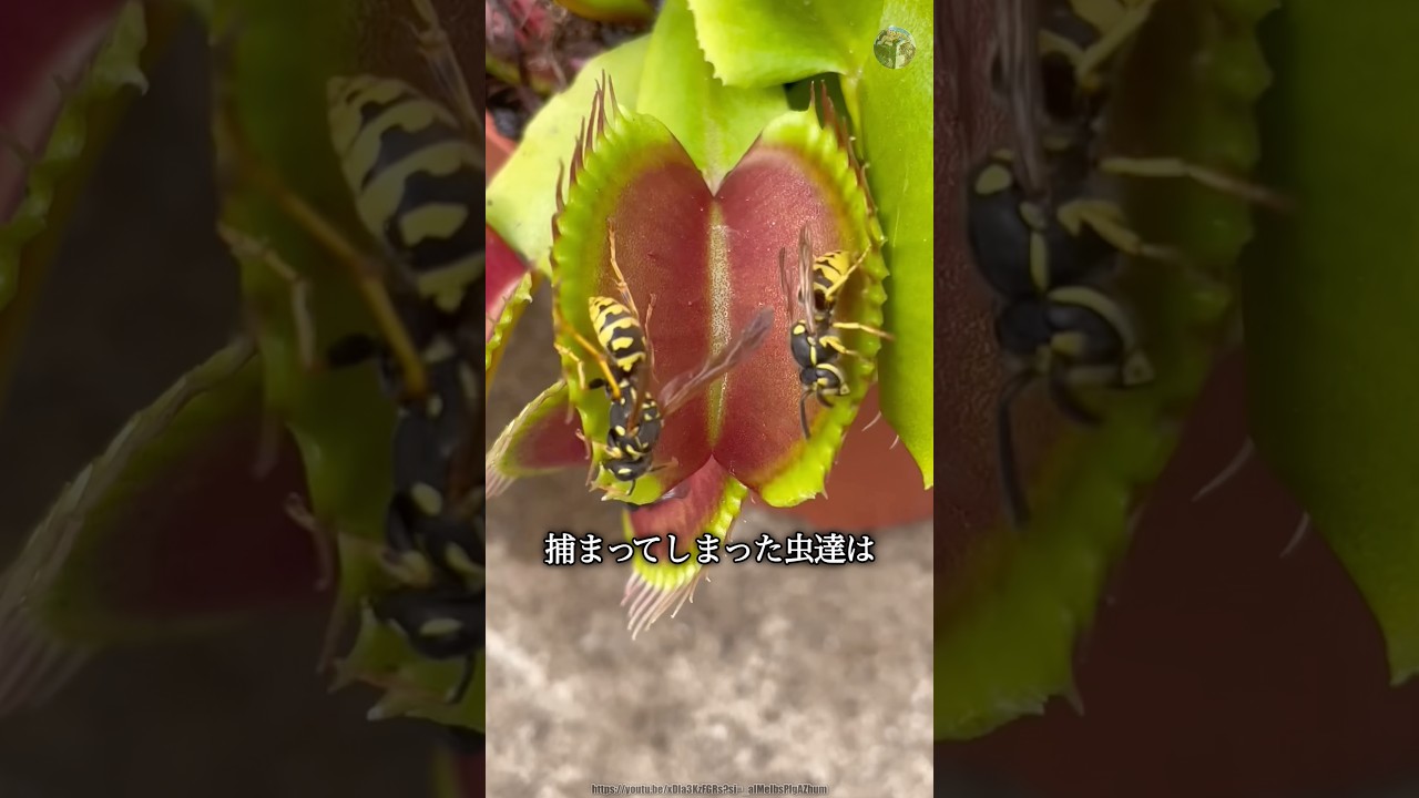 ハエトリグサに捕まった虫の末路