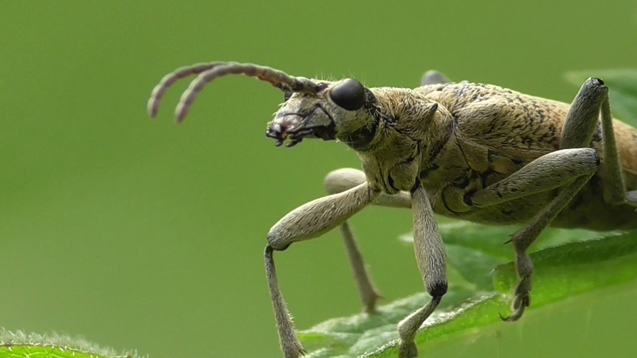 blütenpflanzen unterrichtsentwurf Insects and spiders near the stream Insekten und Spinnen am Bach