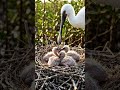 The Life of a Spoonbill: From Fragile Chick to Wetland Survivor