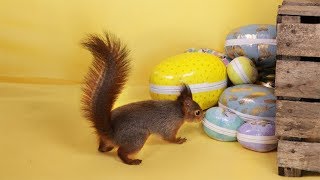 Funny Easter Squirrels 3 - Happy Easter