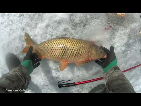 Видео: Сазаны рвут хапугу в хлам, домашние консервы в Малиновке!