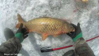 видео: Сазаны рвут хапугу в хлам, домашние консервы в Малиновке! картинка: Сазаны рвут хапугу в хлам, домашние консервы в Малиновке!