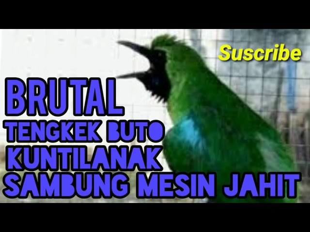 KUSUS MILIK CUCAK IJO_ tengkek buto_kuntilanak_ sambung mesin JAHIT class=