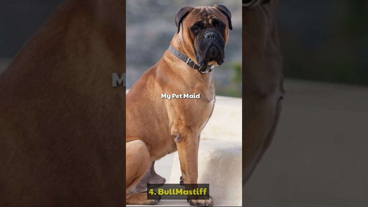 Top 10 Family Guards Dog #top10dogs #dogbreeds #top