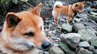 Shiba Inu by the stream.