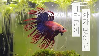 [SUB ENG] 베타군이 화가 났어요 | 베타 플레어링 | 물멍 | Betta fish Flaring | MulMung