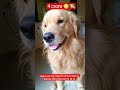 Tu upar aake le le paise😭💸#FunnyReel #ComedyReel #DesiComedy #new #Dog #Viral #Trending #TrendingNow