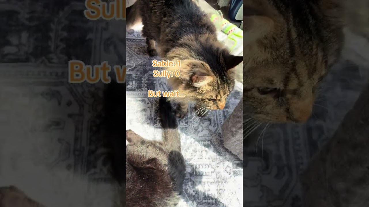 Three cats. One sunny spot. Who will take the crown this Sunday? 