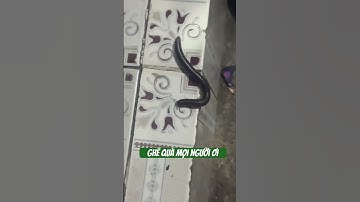 Cực kỳ cảnh giác nha anh em #funny #videogiaitri #shorts