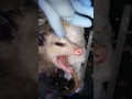Petting a Wild Opossum