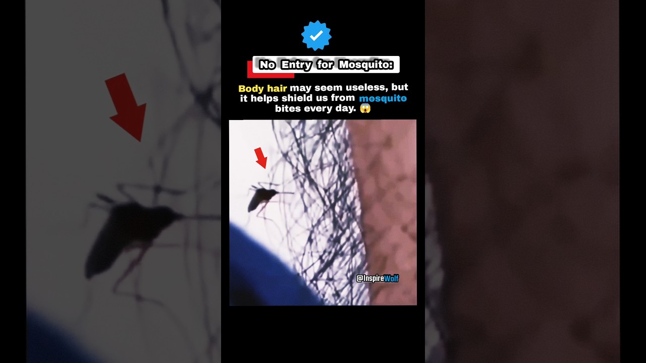 How Body Hair Protects You From Mosquito Bites 😂 