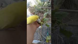 Cute Budgies Singing 'Not Like Us' & 'Die With A Smile' Poppy Playtime Chapter 4 ASMR #Shorts #ASMR