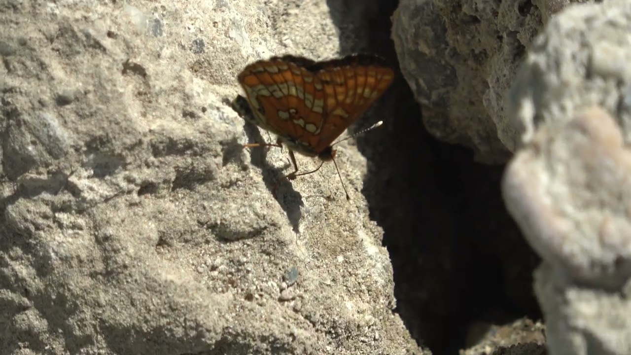 Euphydryas maturna in Hungary