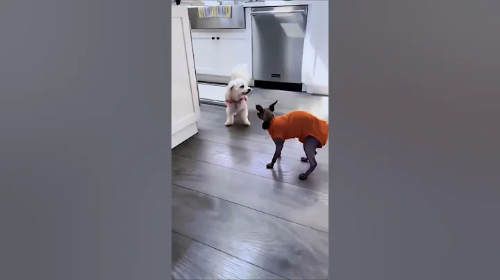 Video 6634181: cat dog sound, cat funny cute animals