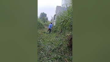 #Shorts Máy cắt cỏ dọn sạch lối đi