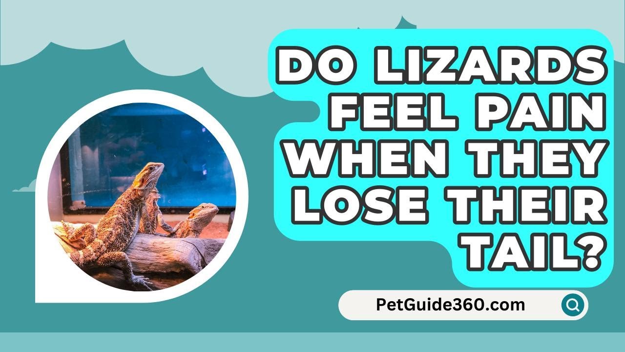 Do Lizards Feel Pain When They Lose Their Tail? - PetGuide360.com