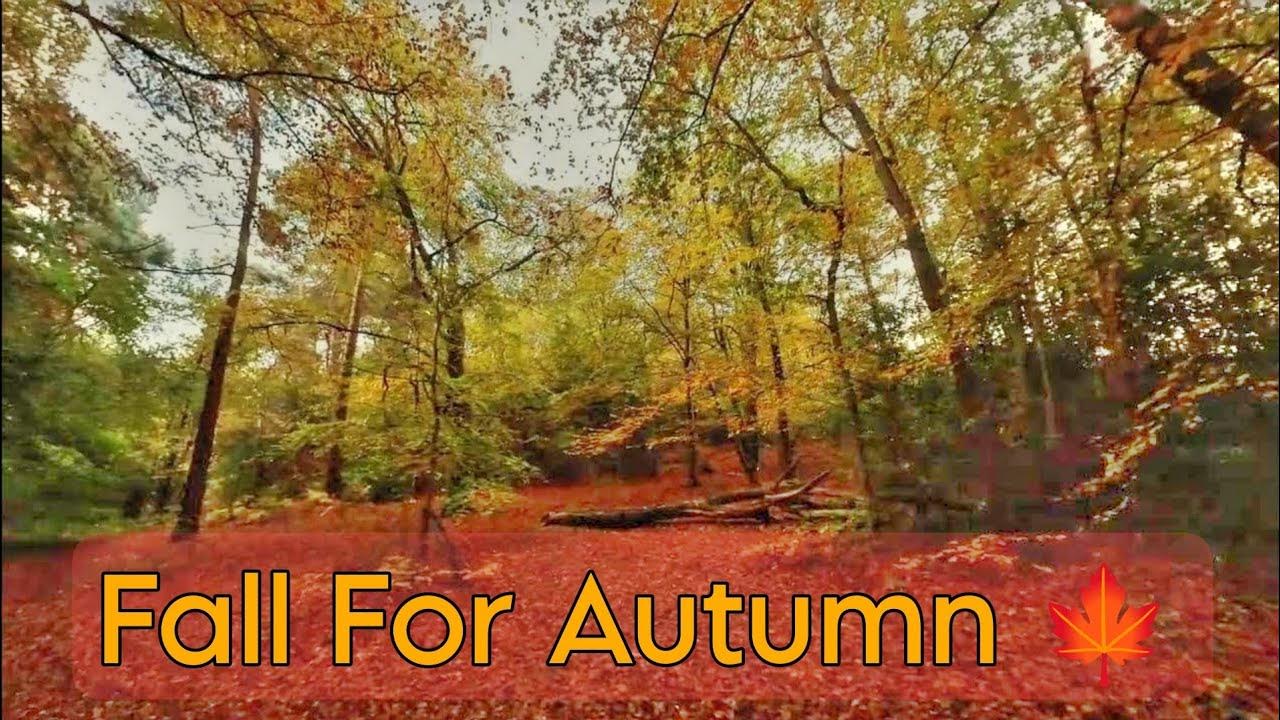 Fall For Autumn fallcolors autumnalwalk YouTube