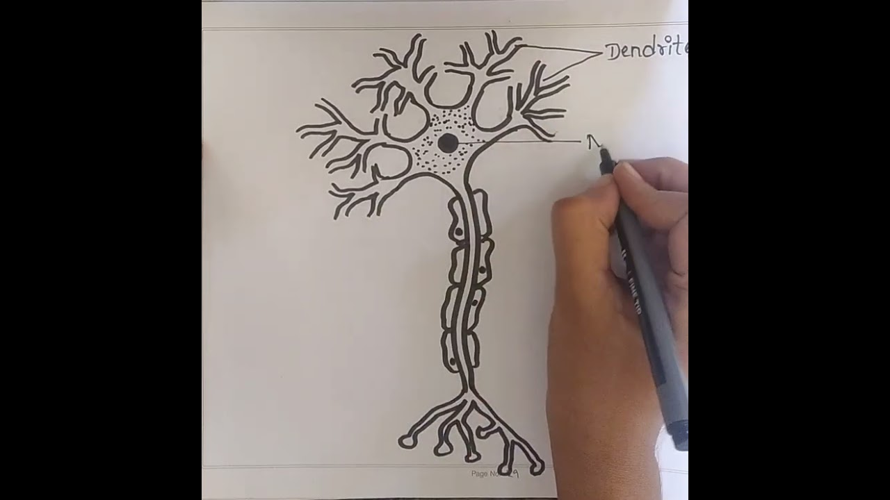 How to draw structure of neuron