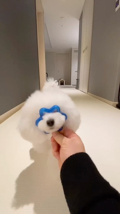 Smart cute dog🐩 #cutedog