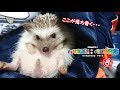 【ハリネズミ&ゆっくりボイス】~ハリネズミのダイエット大作戦~『暇な武士が飼うペロの日常8』