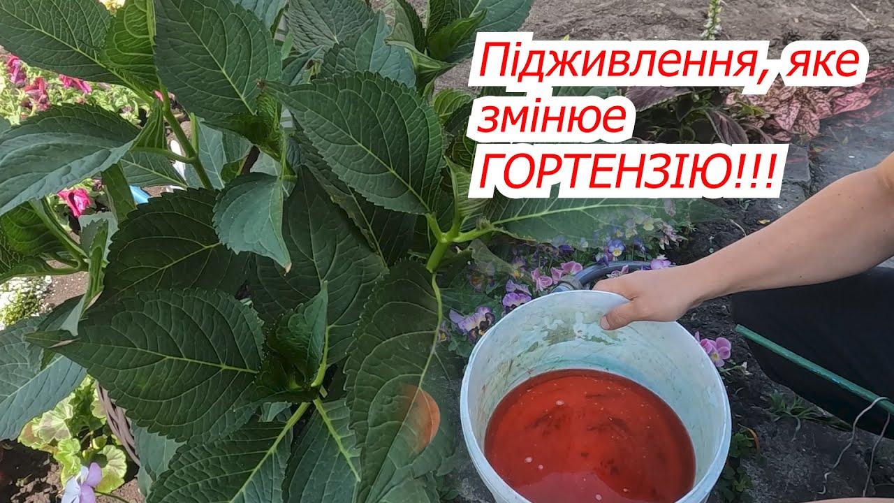 Квіти на гортензії стануть великими та яскравими, а листя темно-зеленими!