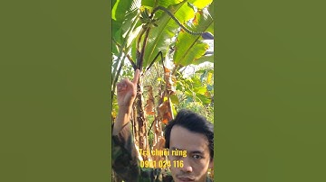 Chuối rừng chín cây