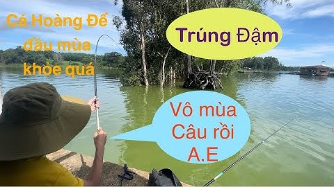 Câu Cá Hoàng Đế đầu mùa nước Hồ Trị An 2024, cá giật mỏi tay lên cá đều đều/ fishing