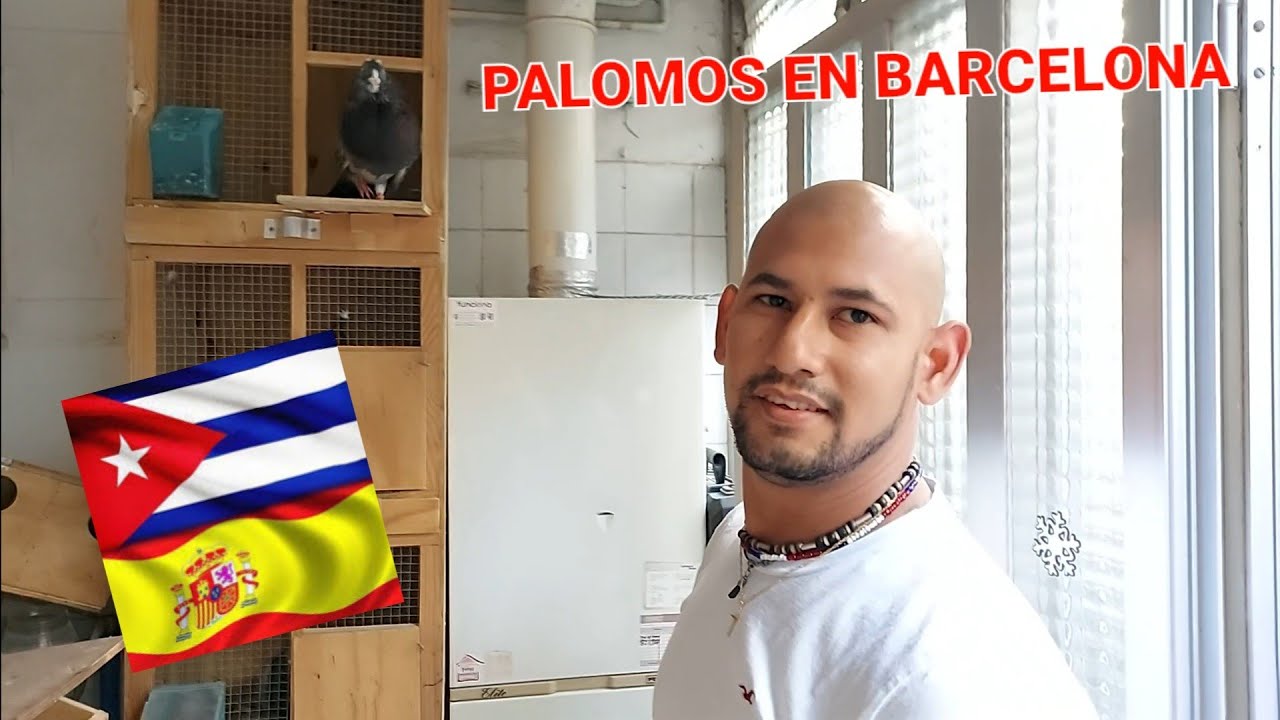 Palomos Ladrones en Barcelona visitando a Jorge 🇨🇺 Mostrando sus animales #Palomeandoatope