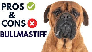 Celebrity Bullmastiff Dog Breed Pros and Cons | Bullmastiff Dog Advantages and Disadvantages   #AnimalPlatoon Net Worth