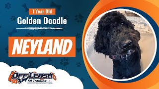 1 Year Old GoldenDoodle  Neyland  Community K9  Best Dog Trainers Florida