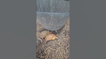 My box turtles