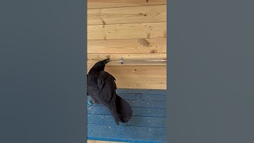 Slimme Raaf Lost Puzzel Op || ViralHog