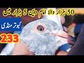 233 lari ada kabootar mandi price  sunday birds market 2024     amjad ali official