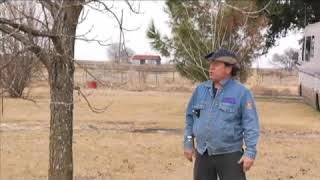 All About Burr Oak Trees