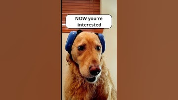 Stop Scrolling. Stan Just Landed LOUD