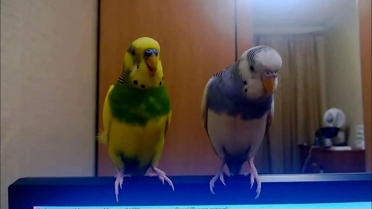 Веселое пение попугая