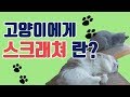 고양이에게 스크래쳐란? 거기에다 캣닢까지 줘봤습니다! 결과 전쟁이 났습니다.. 미묘티비