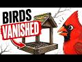 Why Every Bird Left My Backyard At The Same Time