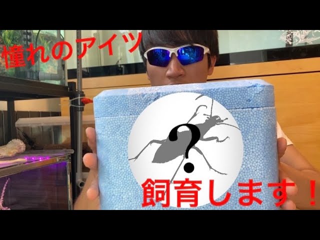 不思議な贈り物】日本唯一のカブリモドキの繁殖に挑戦！ - YouTube