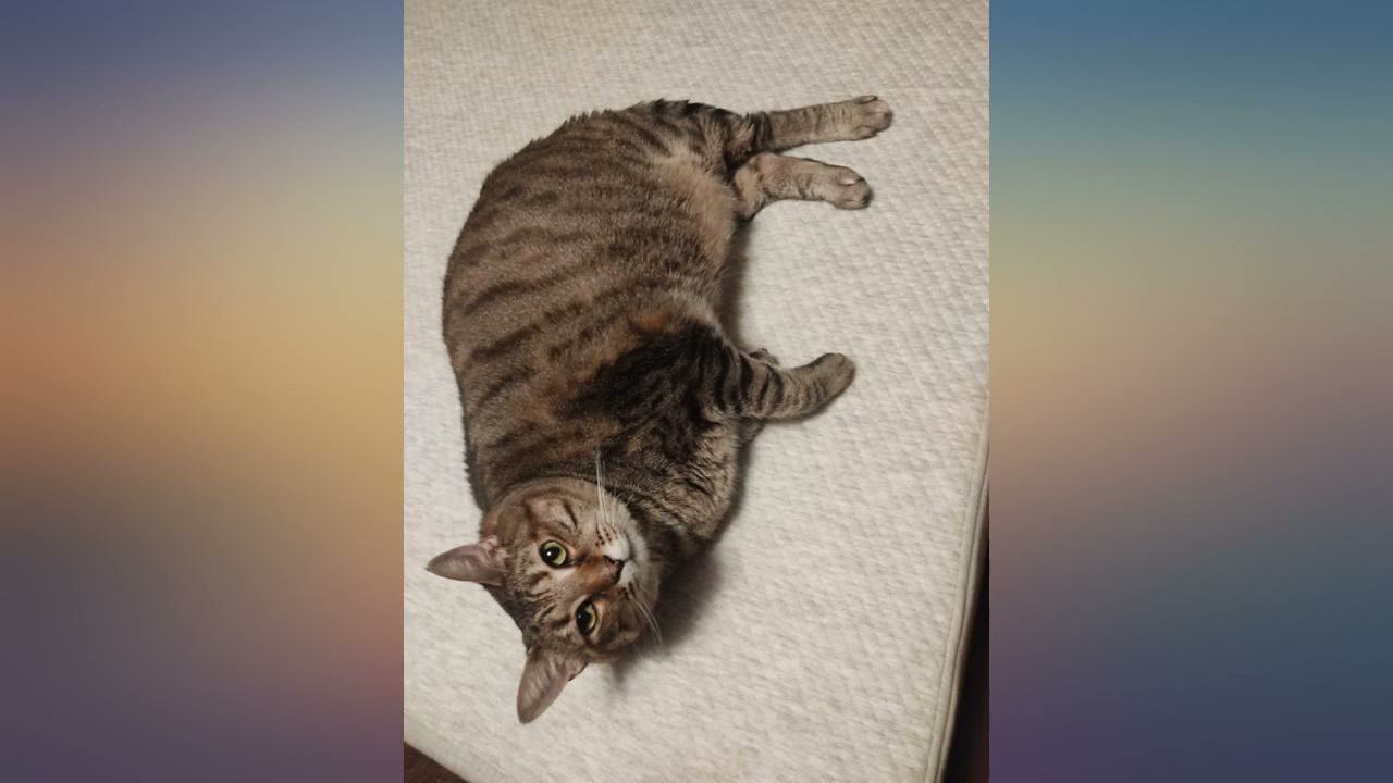 Nod by Tuft & Needle Adaptive Foam and Innerspring 10-Inch Mattress, Queen. review