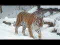 TIGRE SIBERIANO é o maior tigre existente no mundo | Natureza Viva