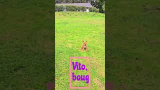 Vito Staffie 4 Mois Éducation