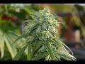 Royal Queen Seeds - Green Gelato timelapse - YouTube