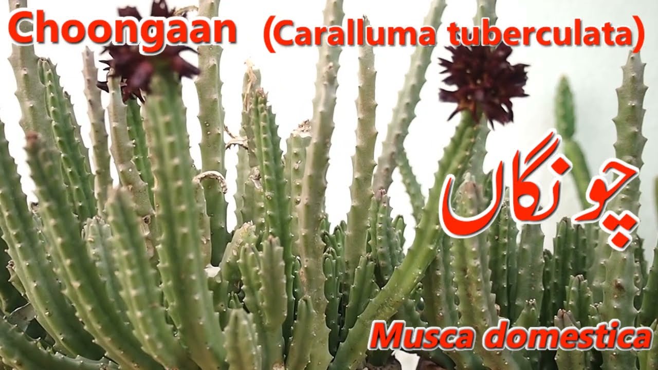 Chongan/Caralluma tuberculata/چونگاں