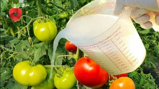 How often to water tomatoes?? Don