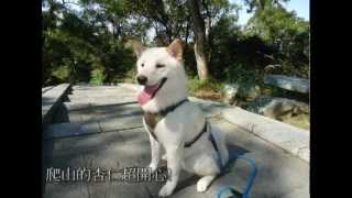白柴犬- 杏仁~ 十分鐘看完一年歡樂的生活
