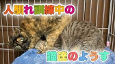 保護猫カフェ ねこ広場 東村山市の里親募集型ねこカフェ ねこ広場 に行きました 保護猫カフェ Youtube 保護猫カフェ ねこ広場 東村山市の里親募集型ねこカフェ ねこ広場 に行きました 保護猫カフェ Youtube