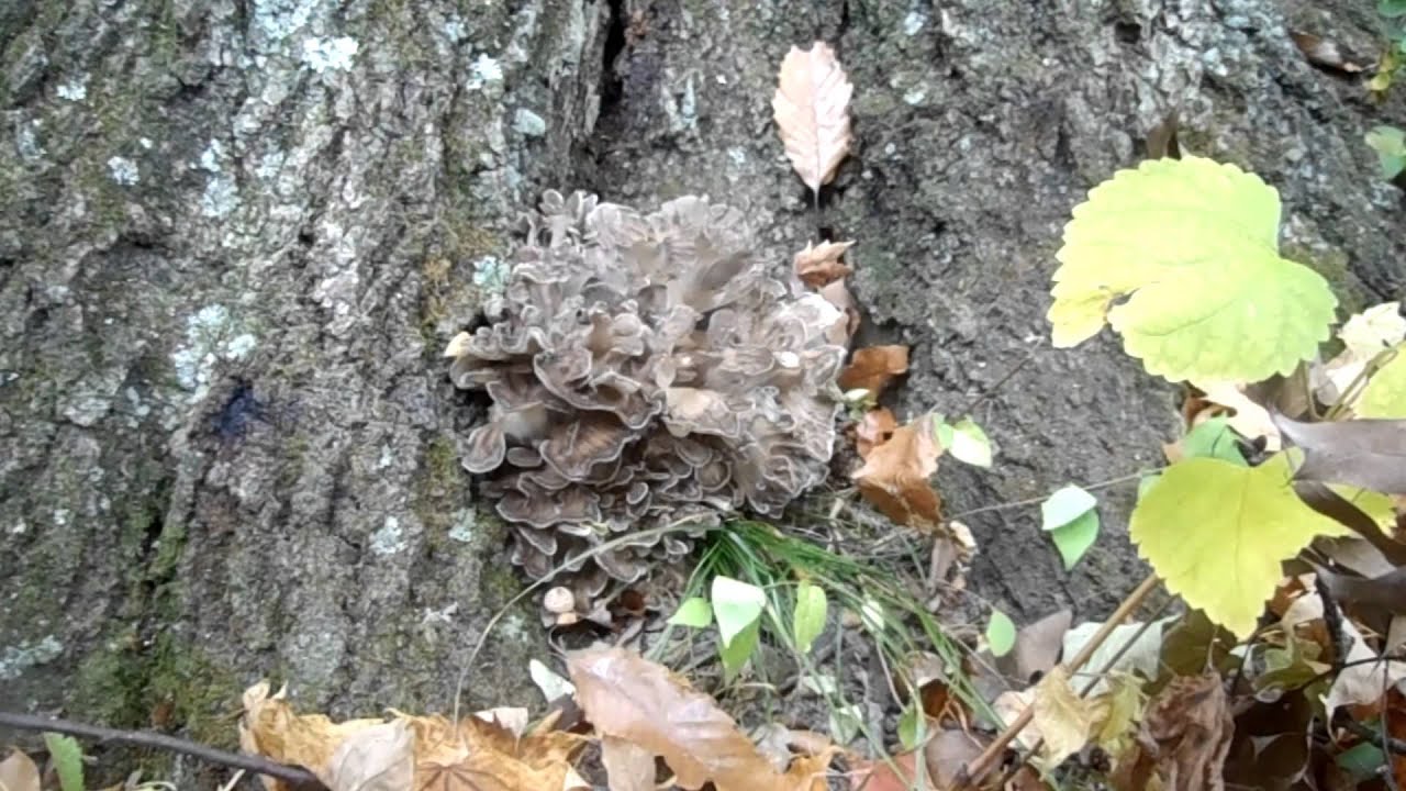 Ohio Mushroom Hunting Maitake Hen of the woods 