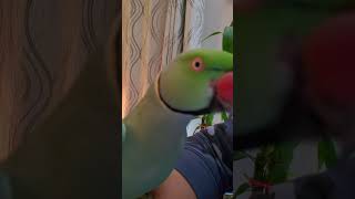 Talking Parrot, #birds Kiwi loves to talk.